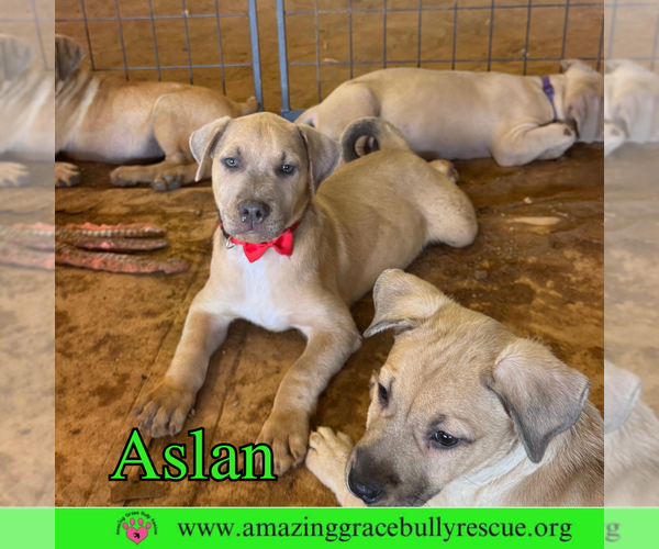 Medium Photo #3 Bulldog-Labrador Retriever Mix Puppy For Sale in Pensacola, FL, USA
