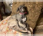 Puppy Boudica Irish Wolfhound