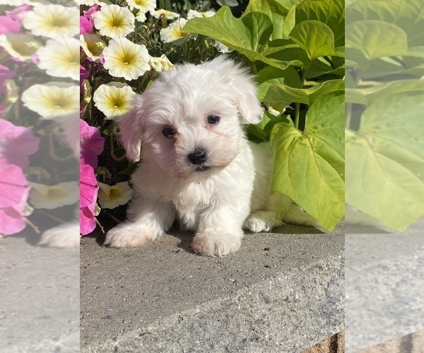 Medium Photo #1 Coton de Tulear Puppy For Sale in CANOGA, NY, USA