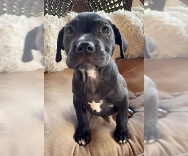 Medium Photo #1 Borador Puppy For Sale in Lakewood, CO, USA