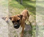 Small #5 Bullmastiff