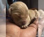 Small Photo #18 Golden Retriever Puppy For Sale in WASHINGTON, DC, USA