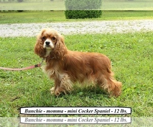 Mother of the Cockapoo puppies born on 05/16/2025