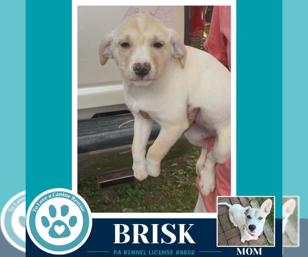 Medium Photo #3 Labrador Retriever-Unknown Mix Puppy For Sale in Kimberton, PA, USA