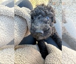 Small Photo #6 Goldendoodle Puppy For Sale in LINCOLN, NE, USA
