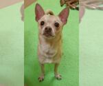 Small #2 Chihuahua Mix