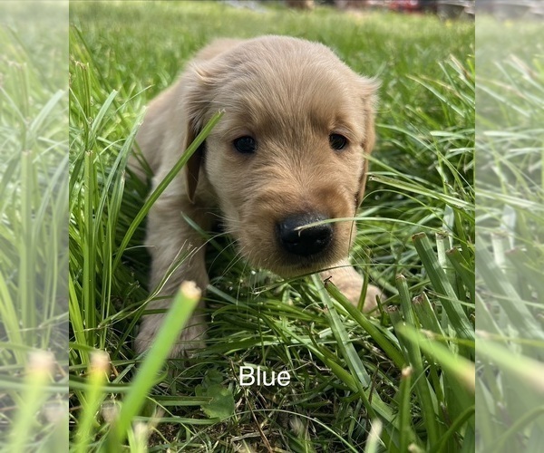 Medium Photo #10 Golden Retriever Puppy For Sale in STARKVILLE, MS, USA