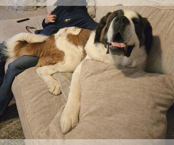 Medium Photo #1 Saint Bernard Puppy For Sale in ANAHEIM, CA, USA