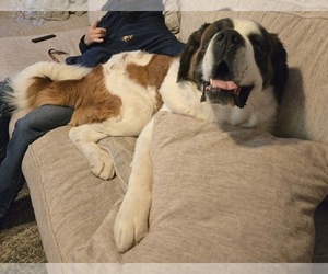 Father of the Saint Bernard puppies born on 03/31/2026