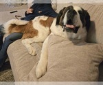 Small Photo #1 Saint Bernard Puppy For Sale in ANAHEIM, CA, USA