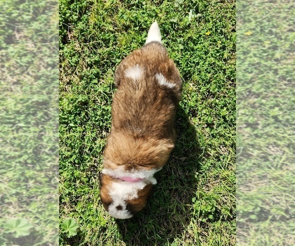 Medium Photo #7 Saint Bernard Puppy For Sale in TURLOCK, CA, USA