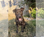 Small #6 Labrador Retriever Mix
