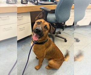 German Shepherd Dog Dogs for adoption in Santa Maria, CA, USA