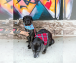 Small Photo #5 Mastiff Puppy For Sale in Goodyear, AZ, USA