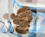 Small #1 Goldendoodle-Poodle (Standard) Mix
