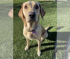 Labrador Retriever Dogs for adoption in Fort Worth, TX, USA