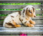 Small #9 Dachshund