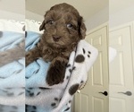 Puppy Puppy 1 Goldendoodle