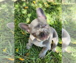 Small #2 French Bulldog