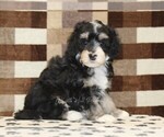 Small #3 Bernedoodle (Miniature)