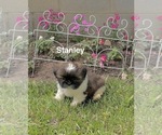 Small #1 Shih Tzu