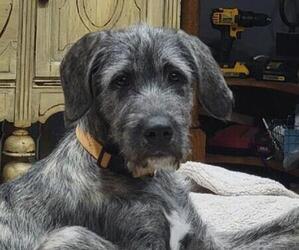 Irish Wolfhound Puppy for sale in RIVES JUNCTION, MI, USA