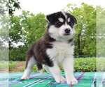 Small Photo #3 Siberian Husky Puppy For Sale in MERCERSBURG, PA, USA