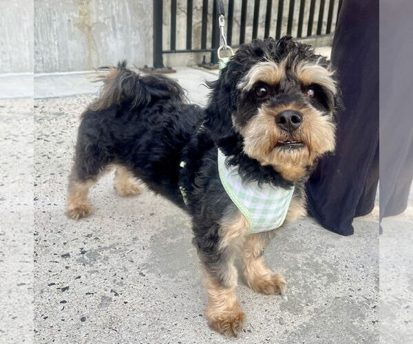Medium Photo #4 Cavapoo Puppy For Sale in Staten Island, NY, USA
