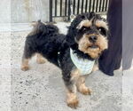 Small #3 Cavapoo