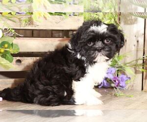 Shih Tzu Puppy for sale in MOUNT VERNON, OH, USA