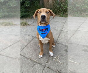 Retriever -Unknown Mix Dogs for adoption in Springdale, PA, USA