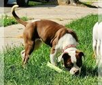 Small Photo #6 American Bulldog Puppy For Sale in NORTH RIDGEVILLE, OH, USA