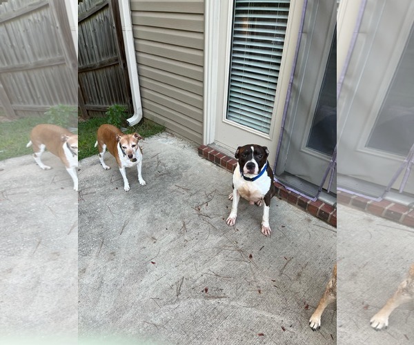 Medium Photo #7 American Pit Bull Terrier-American Staffordshire Terrier Mix Puppy For Sale in Atlanta, GA, USA