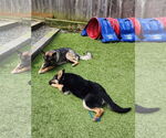 Small #34 German Shepherd Dog