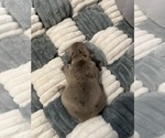 Image preview for Ad Listing. Nickname: AKC Blue Merle
