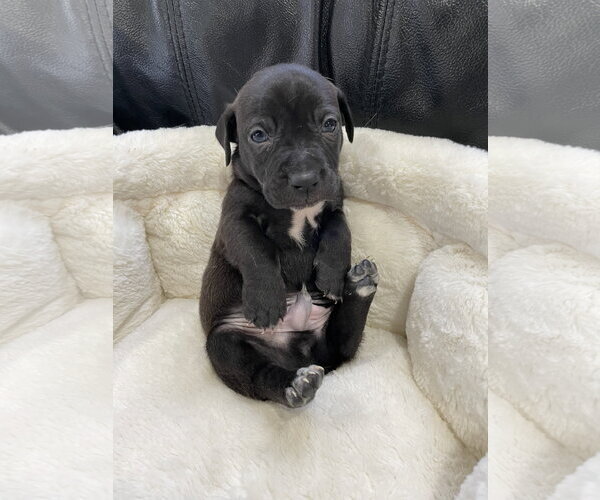 Medium Photo #16 Mutt Puppy For Sale in Derwood, MD, USA
