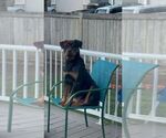 Small Photo #1 Australian Shepherd-Rottweiler Mix Puppy For Sale in LACEY, WA, USA