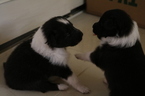 Small Photo #2 Shetland Sheepdog Puppy For Sale in PALM HARBOR, FL, USA