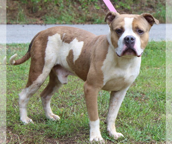 Medium Photo #2 Mutt Puppy For Sale in Prattville, AL, USA
