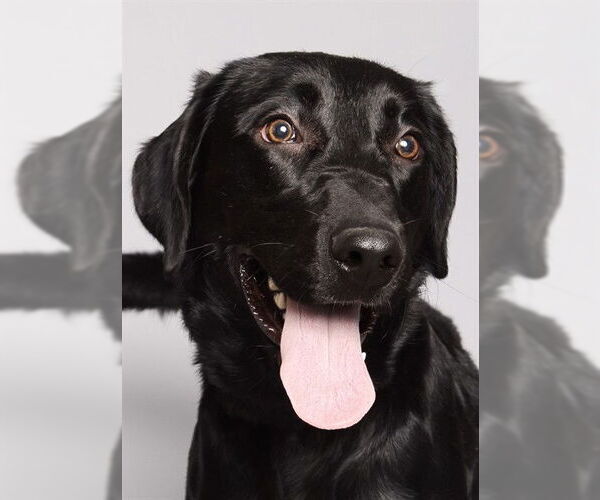 Medium Photo #1 Labrador Retriever Puppy For Sale in Ogden, UT, USA