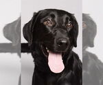 Small Labrador Retriever