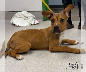 Labrador Retriever-Unknown Mix Dogs for adoption in Washington, DC, USA