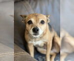 Small #4 Chihuahua