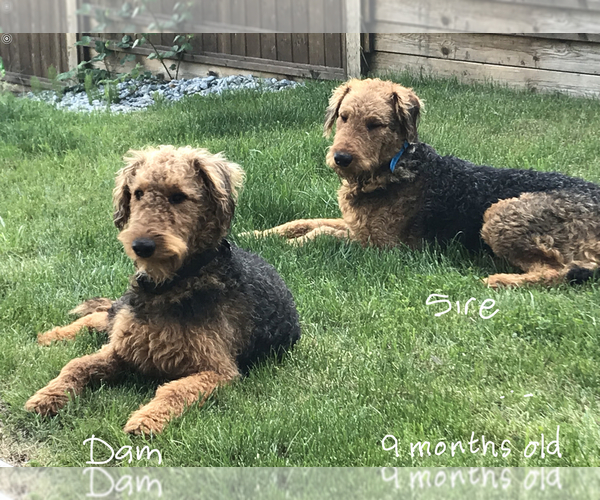 Medium Photo #7 Airedale Terrier Puppy For Sale in NORTH PLAINS, OR, USA