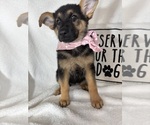 Small #3 German Shepherd Dog
