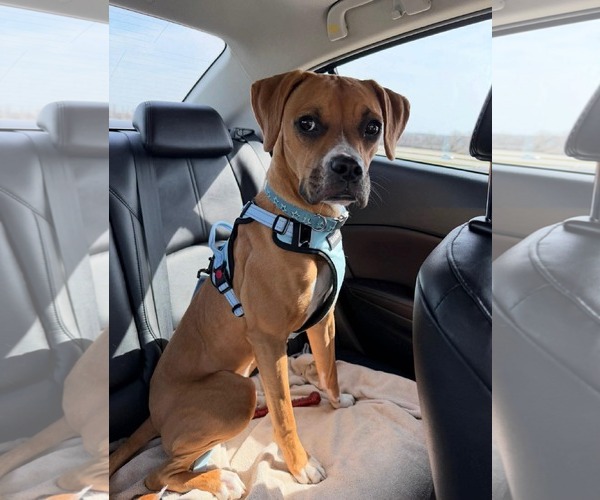 Medium Photo #2 Boxer-Unknown Mix Puppy For Sale in Germantown, OH, USA