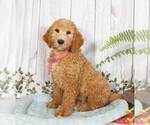 Small Goldendoodle