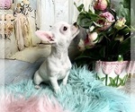 Small Photo #8 Chihuahua Puppy For Sale in TRACY, CA, USA