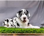 Small #7 Great Dane
