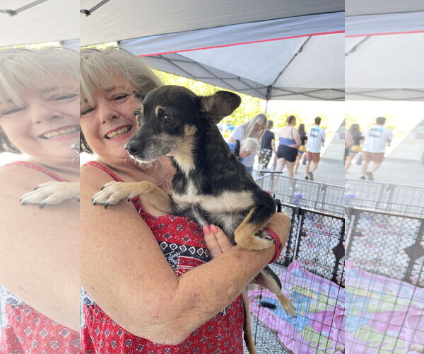 Medium Photo #4 Jack Russell Terrier-Unknown Mix Puppy For Sale in Chico, CA, USA